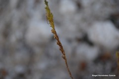 Odontites longiflorus