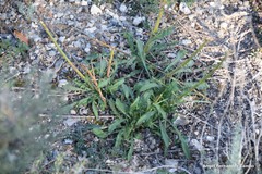 Cephalaria leucantha