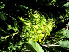 Cananga odorata