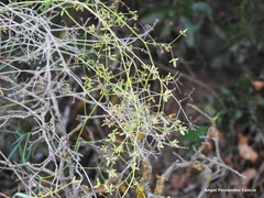 Bupleurum fruticescens