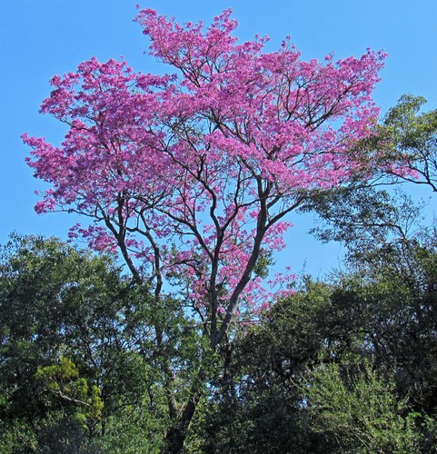 Handroanthus heptaphyllus (Vell.) Mattos