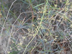 Bupleurum fruticescens