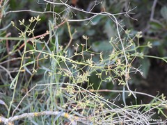 Bupleurum fruticescens