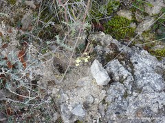 Odontites longiflorus