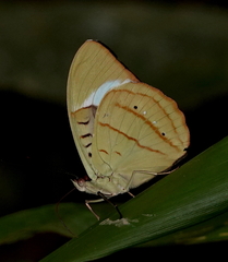 Nessaea hewitsonii