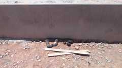 Boa constrictor constrictor