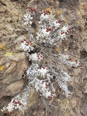 Eriogonum crocatum