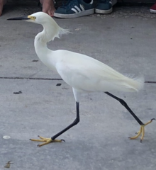 Egretta thula