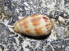 Pterygia dactylus