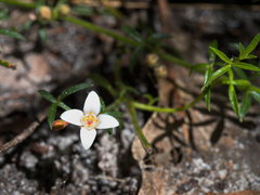 Cyanothamnus nanus nanus