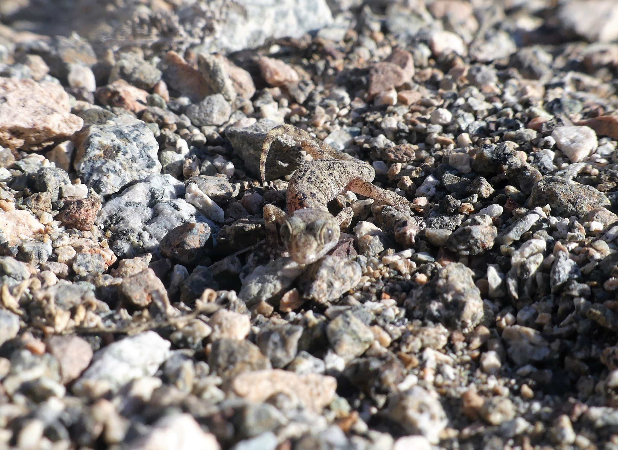 Phyllodactylus Gerrhopygus (Wiegmann, 1834)