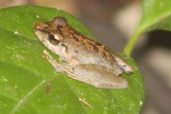 Pristimantis lanthanites