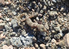 Phyllodactylus gerrhopygus