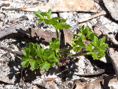 Xanthosia