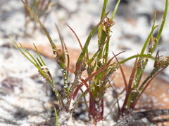 Centrolepis aristata