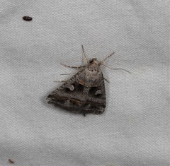 Acantholipes juba