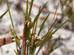 Centrolepis aristata