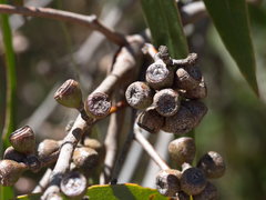 Eucalyptus falciformis