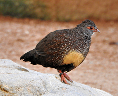 Ptilopachus petrosus