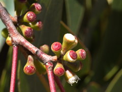 Eucalyptus falciformis