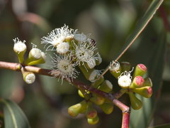 Eucalyptus falciformis
