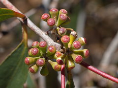 Eucalyptus falciformis