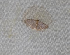 Idaea simplex