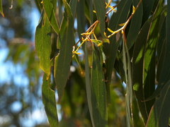 Eucalyptus falciformis