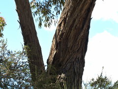 Eucalyptus falciformis