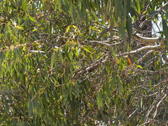 Eucalyptus falciformis