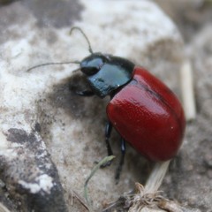 Chrysolina lutea