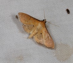 Ectadiosoma straminea