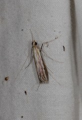 Euclasta maceratalis