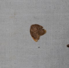 Hemonia micrommata