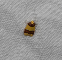 Heterallactis microchrysa