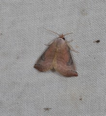 Mataeomera punctilinea