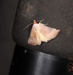 Mataeomera punctilinea