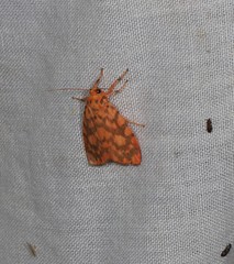 Miltochrista quadrilineata