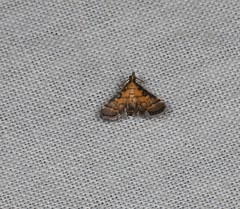 Metasia polytima