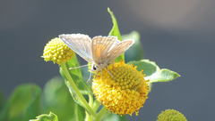 Pseudolucia chilensis
