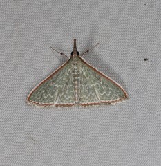 Myrmidonistis hoplora