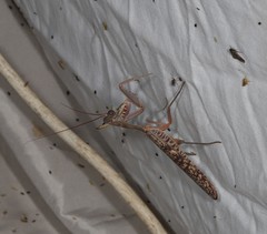 Sphodropoda quinquedens