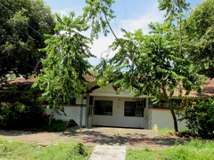 Cananga odorata