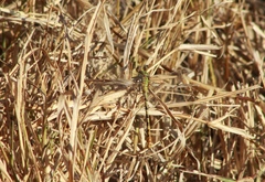 Erpetogomphus crotalinus