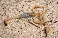 Paruroctonus luteolus