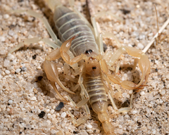 Paruroctonus luteolus