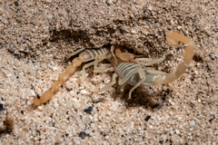 Paruroctonus luteolus