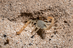 Paruroctonus luteolus