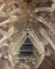 Paruroctonus luteolus