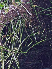 Rhipsalis floccosa